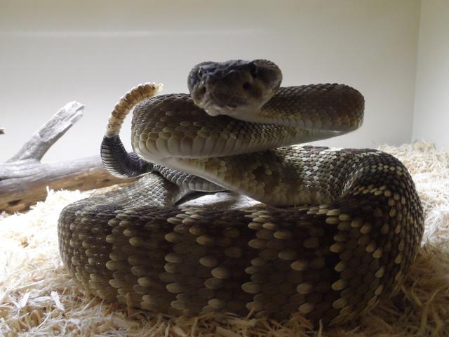 Rattlesnake Avoidance Training Rattlesnake Aversion Training