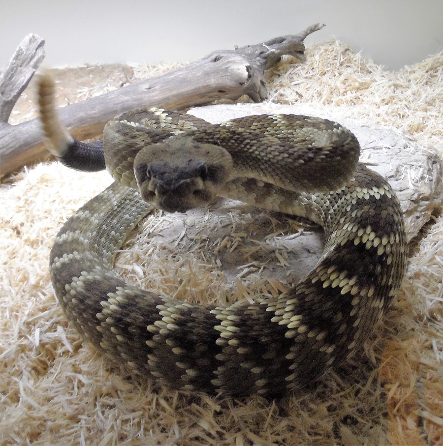 Rattlesnake-Avoidance