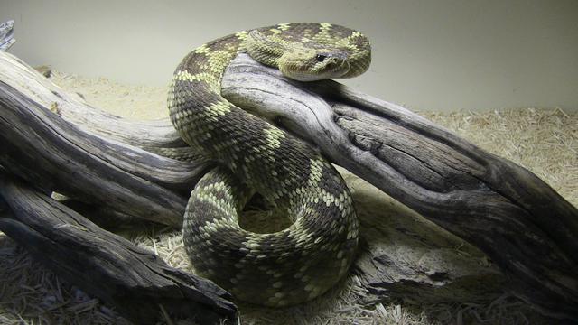 Rattlesnake Avoidance Training Rattlesnake Aversion Training