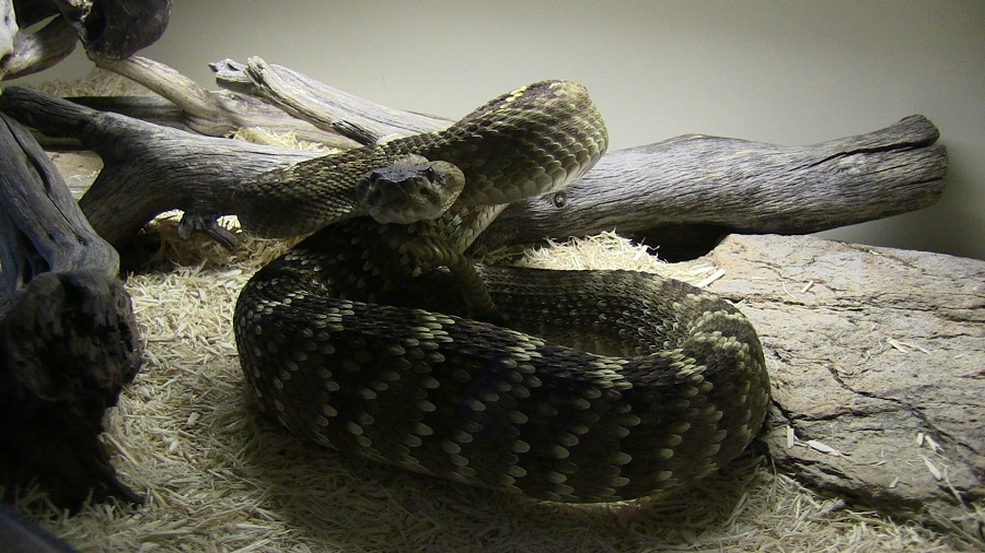 Rattlesnake Avoidance Training Rattlesnake Aversion Training