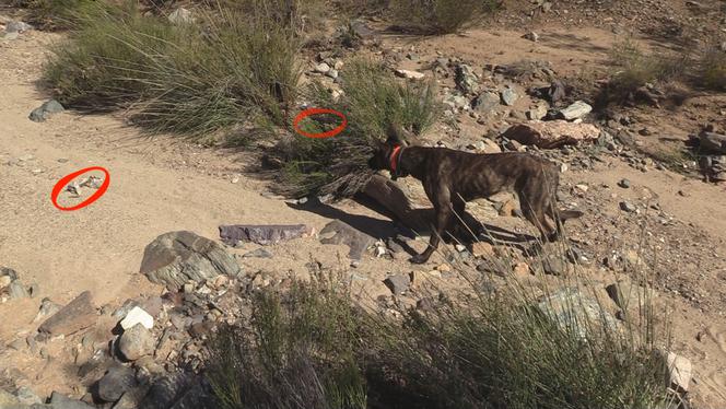 Rattlesnake Avoidance Training Rattlesnake Aversion Training