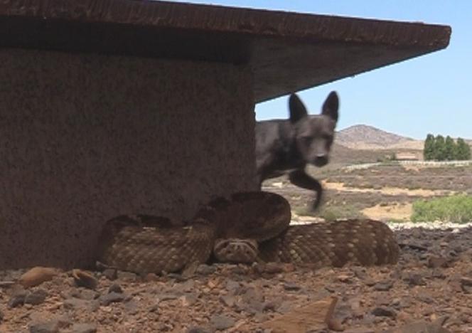 Rattlesnake Avoidance Training Rattlesnake Aversion Training