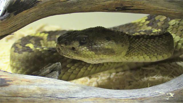 Rattlesnake Avoidance Training Rattlesnake Aversion Training