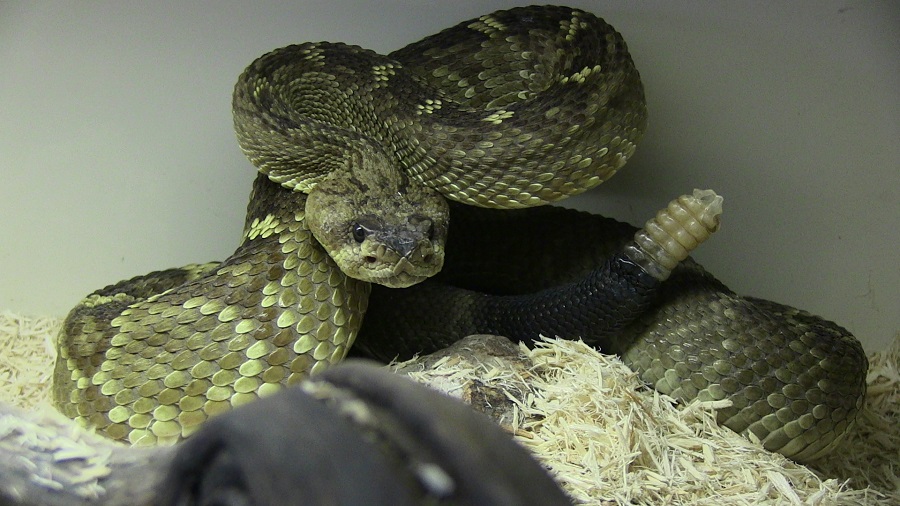 Rattlesnake Avoidance Training Rattlesnake Aversion Training